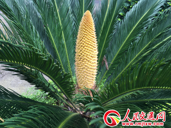 �ڊ^�ߵ��F���_��  ���ϑѻ���վ�񾯰��n���I(y��ng)