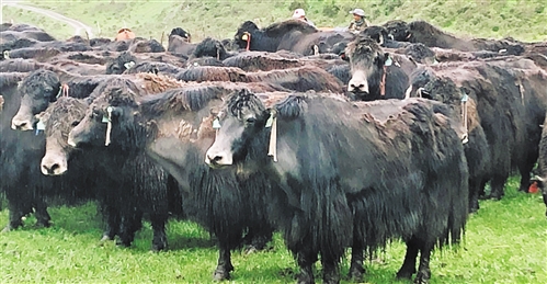 �߽���ʲ����ţ