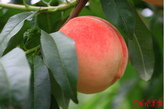 �a��ֱ �����ӳ� ���|���������o��ƽ�ȴ���һ·�I���r��